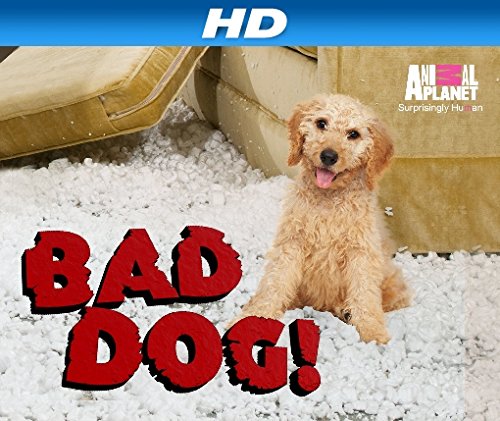 Плохой пёс (2010) постер